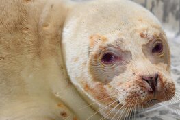 Gezondheid van albinozeehond gaat achteruit: "Hij ligt veel op het droge"