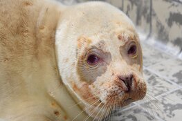 Albinozeehond Snow White aan beterende hand, dier reageert goed op medicatie