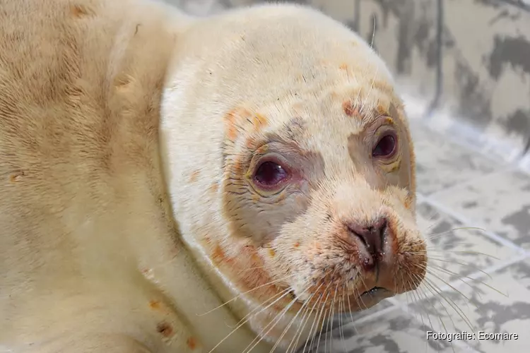 Albinozeehond Snow White aan beterende hand, dier reageert goed op medicatie