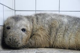 Eerste pup grijze zeehond in opvang Ecomare
