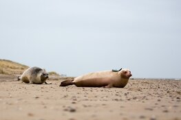 Albino zeehond met zender naar zee