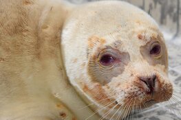 Albinozeehond Snow White blijkt druk baasje: hij zwom 25 kilometer de Noordzee op