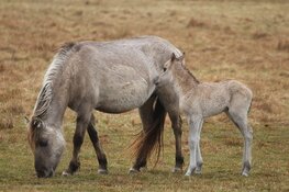 Konikpaarden die dreigden te worden geslacht, mogen tóch op Texel blijven