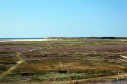 Staatsbosbeheer zoekt vrijwilligers voor opruimactie: "Slufter ligt vol plastic afval"