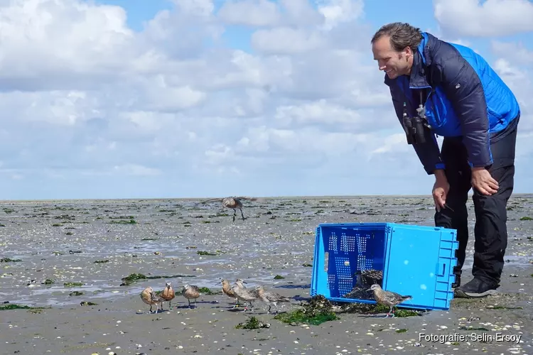 Meeuwen en kanoeten in lezing Ecomare