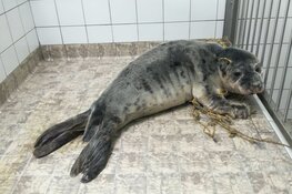 Reddingsactie zeehond met net
