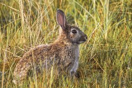 Eenzaam haasje is niet zielig