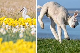 Texelse fotograaf brengt troostbeelden voor de thuisblijvers