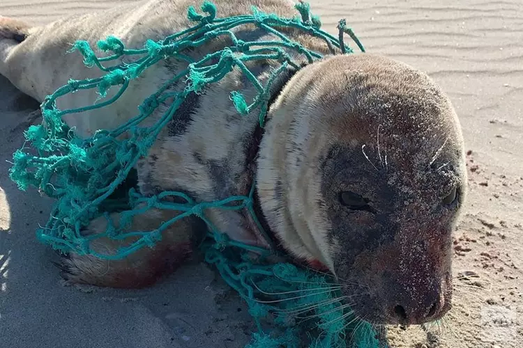 Net op tijd, zeehond bevrijd