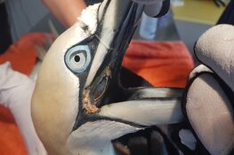 Jan-van-gent bevrijd van vistuig