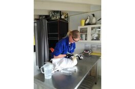 Jan-van-gent bevrijd van vistuig