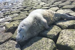 Met zeehondenpup Skyp gaat het steeds beter: "Hij is hongerig, vraagt vaak om eten"