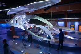 Tuimelaar naar Ecomare