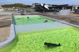 Ecomare en Museum Kaap Skil weer open