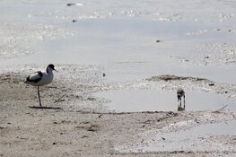 Water in natuurgebied Wagenjot op Texel gepompt tegen de droogte