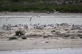 Water in natuurgebied Wagenjot op Texel gepompt tegen de droogte