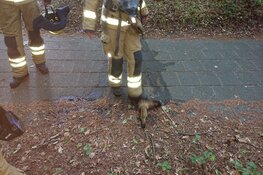 Natuurbrandje Den Burg snel onder controle