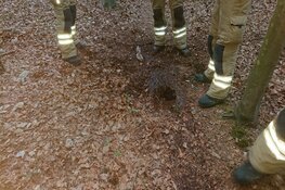 Natuurbrandje Den Burg snel onder controle