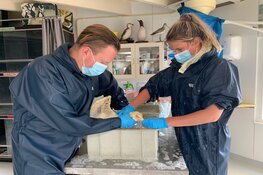 Een duik in de frituur