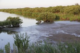 Zeldzame en mogelijk giftige blauwalg in Horsmeertjes Texel aangetroffen