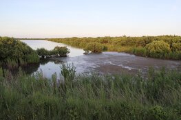 Zeldzame en mogelijk giftige blauwalg in Horsmeertjes Texel aangetroffen