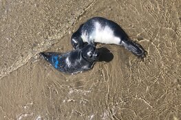 Texelse pups op Terschelling teruggezien