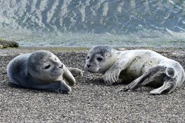 Pup op de kant? Houd afstand!