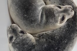 Pup op de kant? Houd afstand!