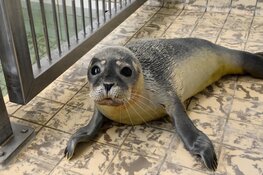 Ecomare helpt Pieterburen in nood