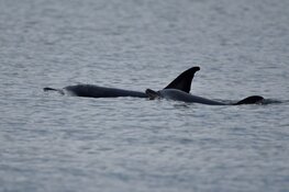 Dolfijn met kalf gered van stranding bij Texel