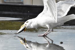 Dierendag bij Ecomare