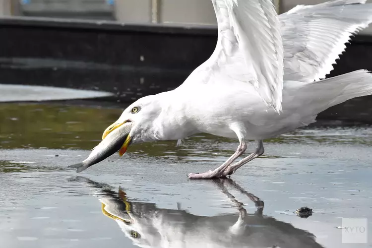 Dierendag bij Ecomare