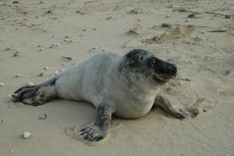 Zeehond op het strand, hoe zat het ook alweer?