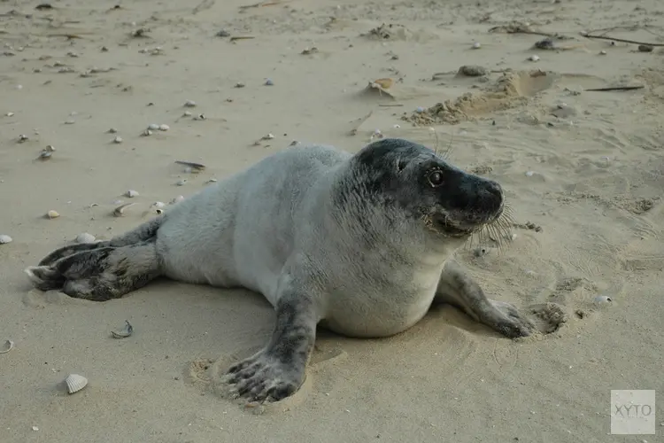 Zeehond op het strand, hoe zat het ook alweer?