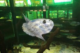 Levende maanvis bij Ecomare