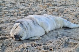 Eerste pup op laatste dag van het jaar bij Ecomare