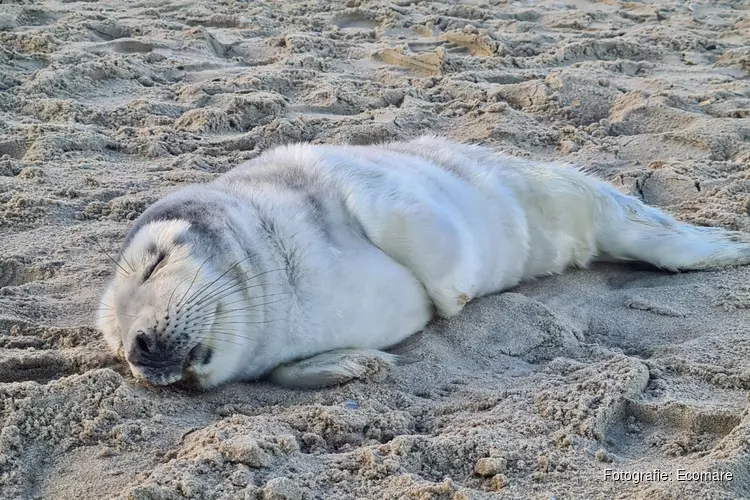 Eerste pup op laatste dag van het jaar bij Ecomare