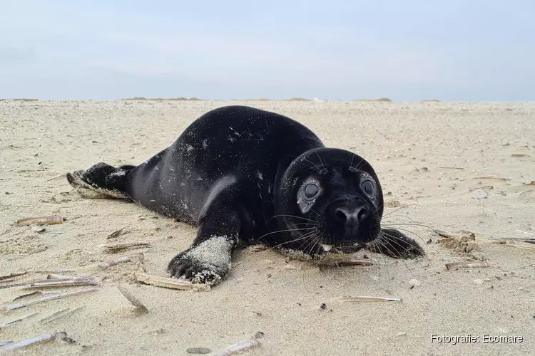 Een zwarte grijze zeehond bij Ecomare