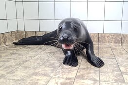 Een zwarte grijze zeehond bij Ecomare