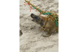 Zeehond gered door Ecomare en KNRM