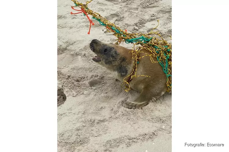 Zeehond gered door Ecomare en KNRM