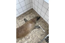 Zeehond gered door Ecomare en KNRM
