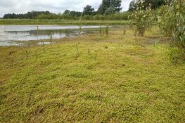 Bestrijding watercrassula van start op Texel