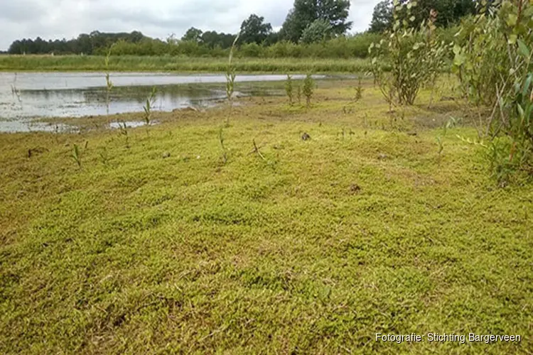 Bestrijding watercrassula van start op Texel