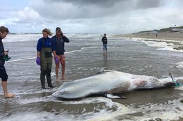 Texelse dwergvinvis in toptijdschrift