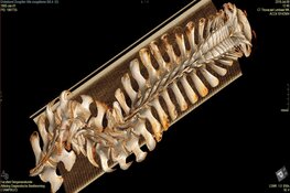 Texelse dwergvinvis in toptijdschrift