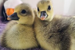 Houd rekening met de natuur