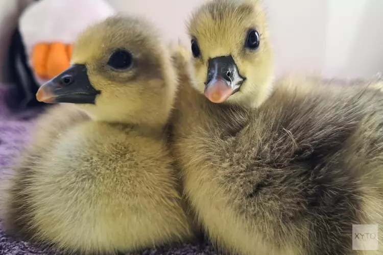 Houd rekening met de natuur