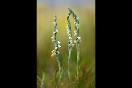 Orchideeën in de duinen