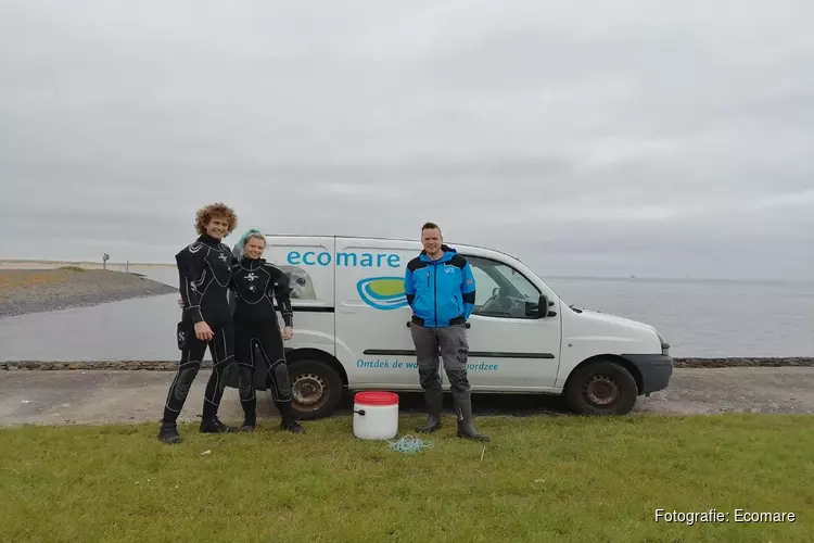 Zeepaardjes uit opvang Ecomare terug naar zee